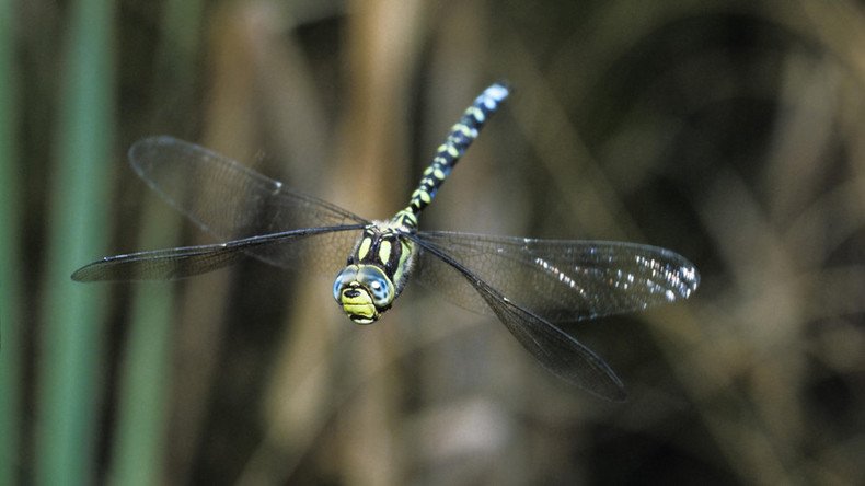Dragonflies carve up trapped bacteria with miniscule ‘nails’ in wings – study