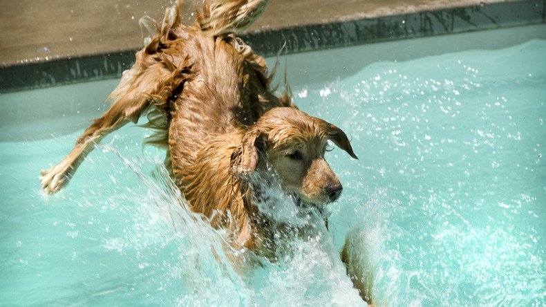 Russian scientists to teach mice, hamsters & dogs to breathe underwater