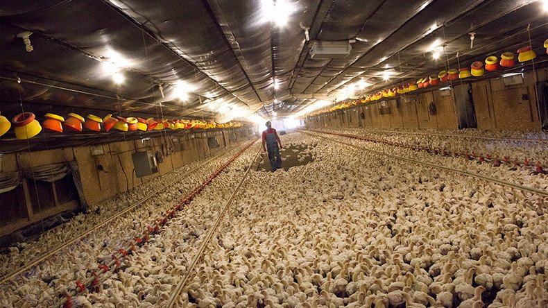 Chicken farmers demand more scratch in class-action lawsuit