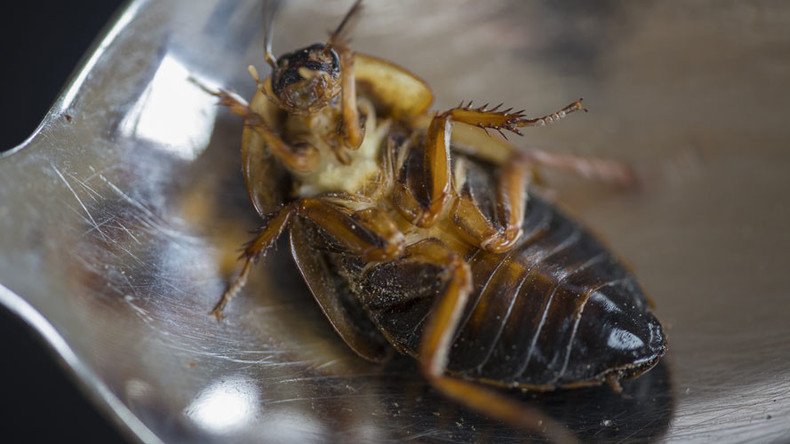 Just like peanuts: ‘Tasty’ cockroach bread may feed world’s population in climate change era (VIDEO)