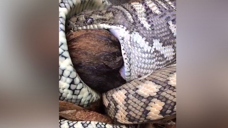 Live feed: Aussie snake catchers stream python eating possum on FB