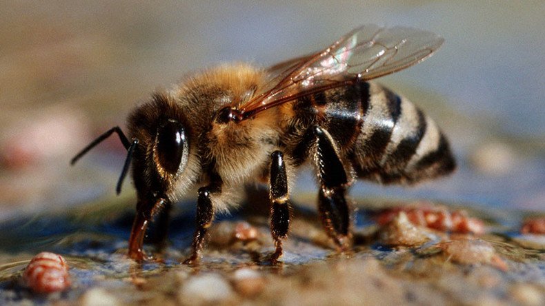 Serious bees-ness: Pollinator drones could replace endangered insects