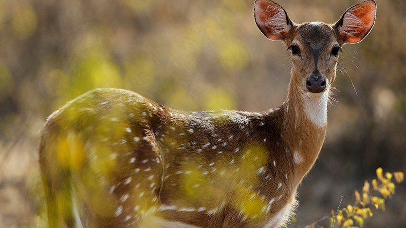 ‘When I seen it, it was game-on’: Man wrestles wayward doe in PA supermarket