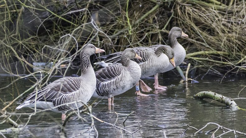 ‘Leave the geese alone’: Paramilitaries offer migrating geese ‘protection’ in Belfast (PHOTOS)
