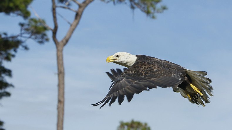 Man ‘couldn't watch America's symbol die,’ risks life to save bald eagle from gator’s jaws (PHOTOS)