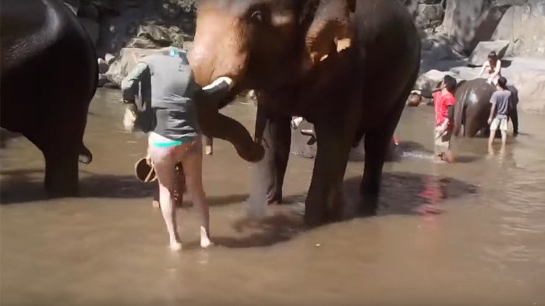 Thai elephant catapults unsuspecting tourist into the air (VIDEO)