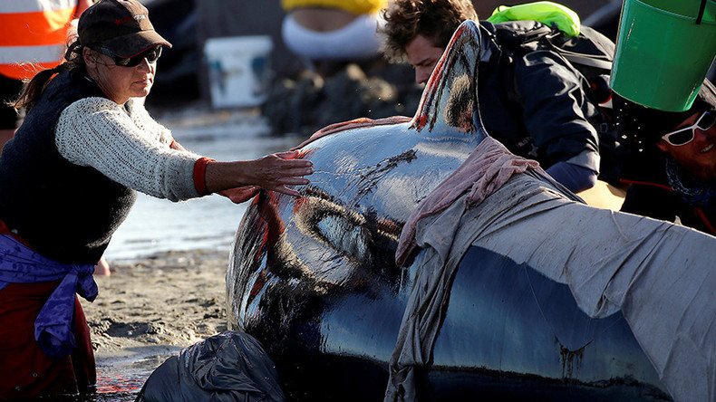 Warning issued over 100s of ‘exploding whales’ on NZ beach