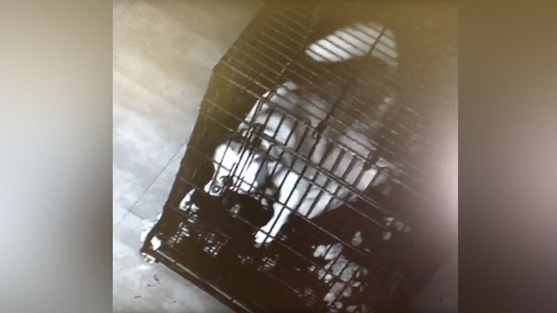 Cage fighter: Heroic husky leads dramatic escape bid from Chinese vet (VIDEO)