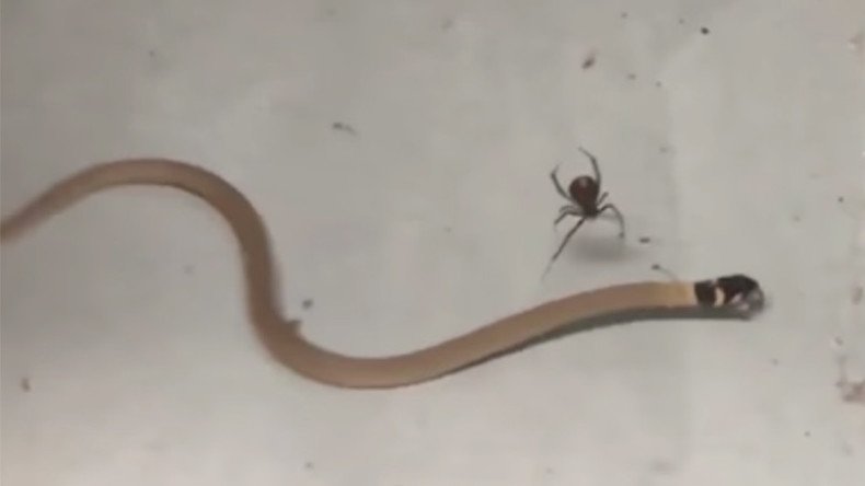 Redback strikes: Venomous spider uses ‘killshot’ to take down deadly snake (VIDEO)