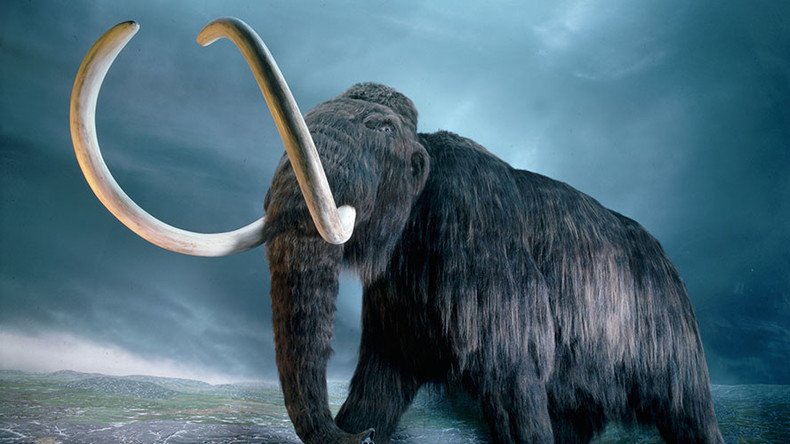 Scientists want to 'de-extinct' the woolly mammoth