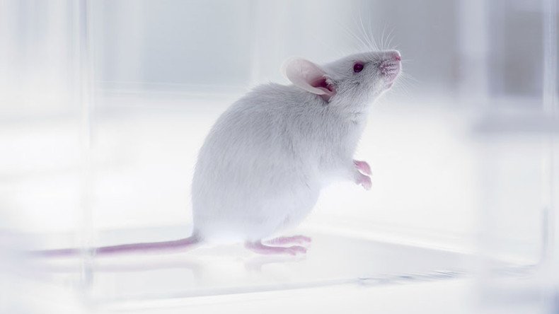 Russian & Swedish scientists slow down mice aging with synthetic antioxidant