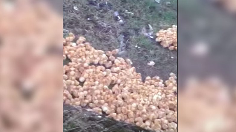 ‘Sea of yellow’ covers UK field as 1,800 newborn chicks abandoned (VIDEO, PHOTOS)