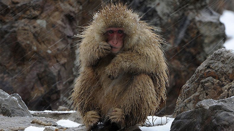 Japanese zoo kills 57 monkeys for having ‘invasive alien genes’