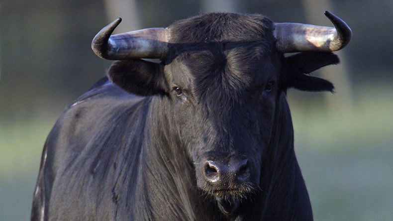 Bull run, New York-style: Bovine on the loose leads cops on hours-long chase