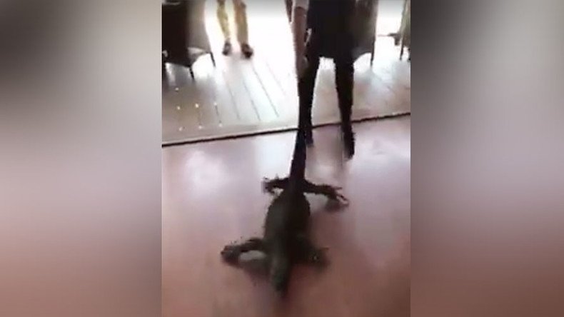 French waitress drags giant goanna lizard out of Australian restaurant  (VIDEO)