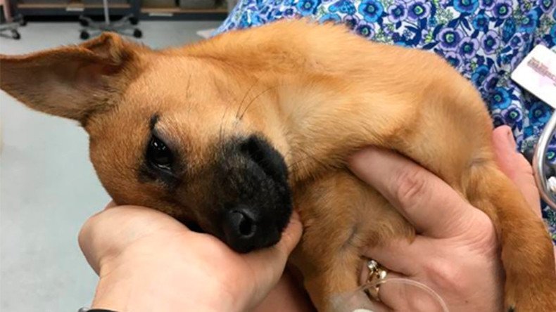 Puppy takes heroin overdose while owners 'scam' Home Depot