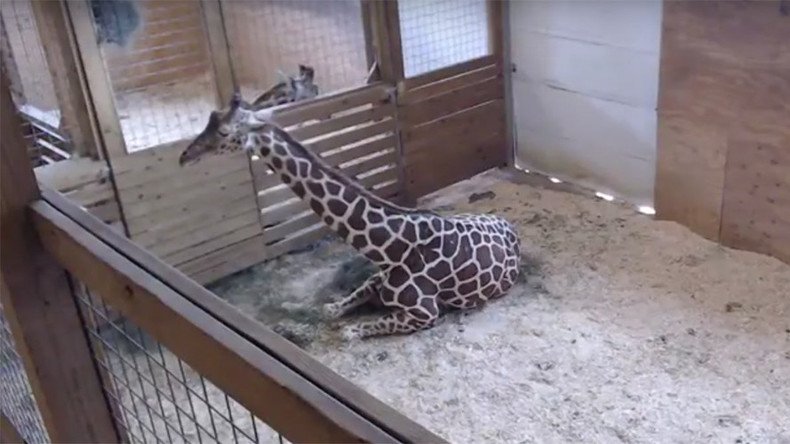 ‘Sexually explicit content’? Giraffe birth video removed from YouTube