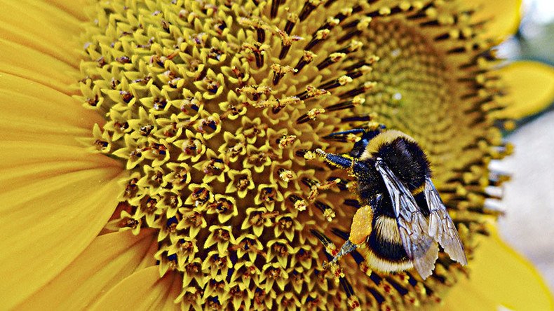 Honey offside trap: Bees taught to play football by scientists (VIDEO)