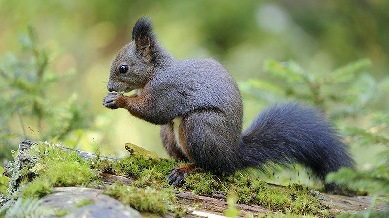 Nut job: Prince Charles backs Nutella-fueled grey squirrel sterilization plan