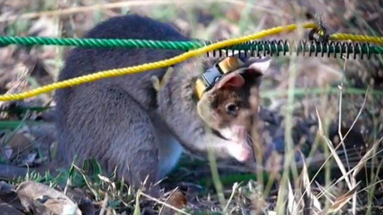 ‘Little Giant’: RT follows journey of landmine-sniffing ‘hero rat’ Isaac (DOCUMENTARY)