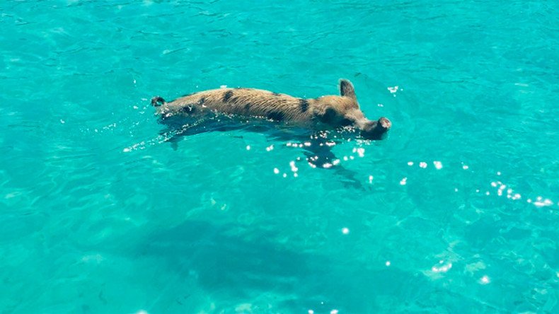 The great swine-dle: What’s killing Bahamas famous swimming pigs?