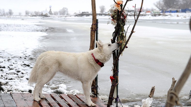 8 abandoned dogs rescued from DAPL during cleanup process