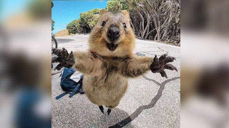 Staggering photo of quokka jumping straight at camera wows internet