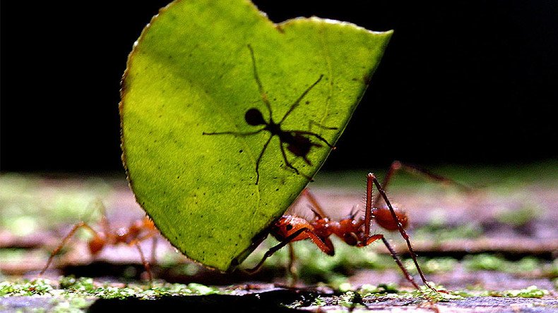 Beijing cracks down on ‘ant moving’ underground banks