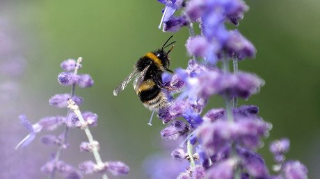 2 boys arrested for vandalism that killed 500k bees