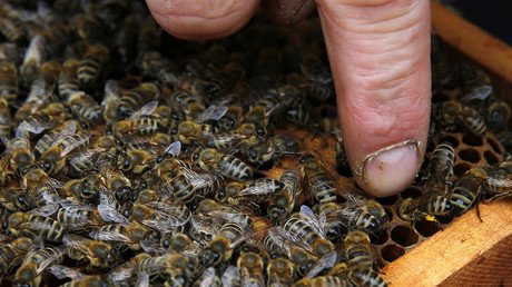 Honeybees love to ‘whoop’: Scientists discover vibrational signal is expression of surprise (VIDEO)