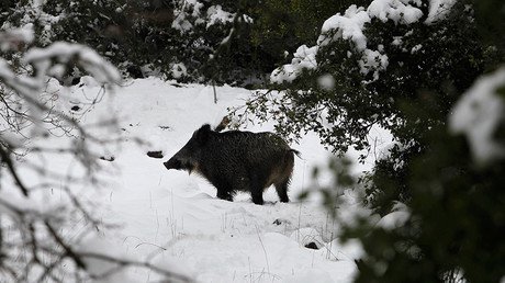 Radioactive boars found in Czech forests 31yrs after Chernobyl disaster
