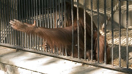500 animals die at British zoo that left a monkey to rot behind a radiator