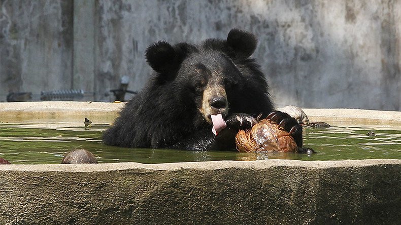 Black bear cub plunges from helicopter during failed airlift (PHOTOS)