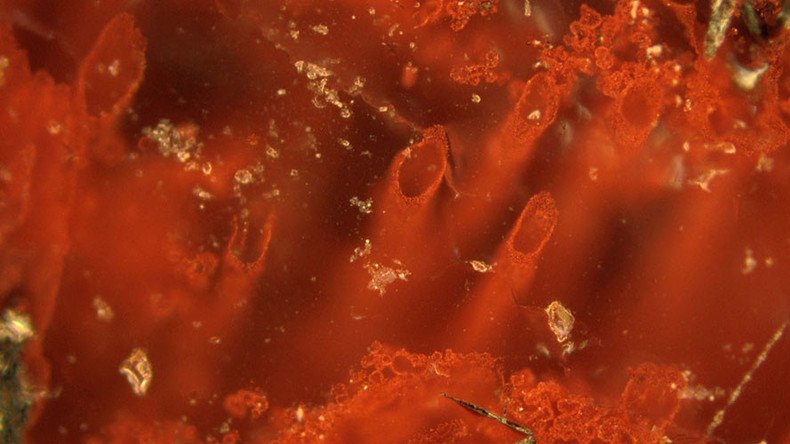 Oldest-ever fossils show life existed on Earth at its infancy - study
