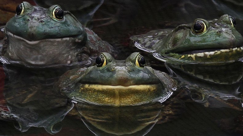 Pennsylvania road closes early for lovesick amphibians