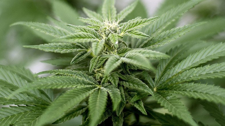 Make cannabis safer to smoke, researchers say
