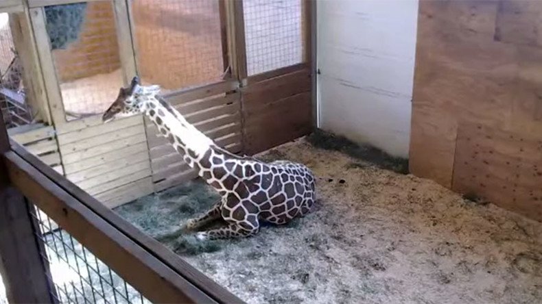 100k viewers tune in to giraffe birth livestream at NY zoo (VIDEO)