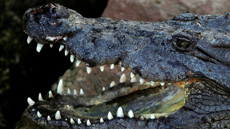 Croc bludgeoned with rocks in brutal attack at Tunisia zoo (GRAPHIC PHOTOS)