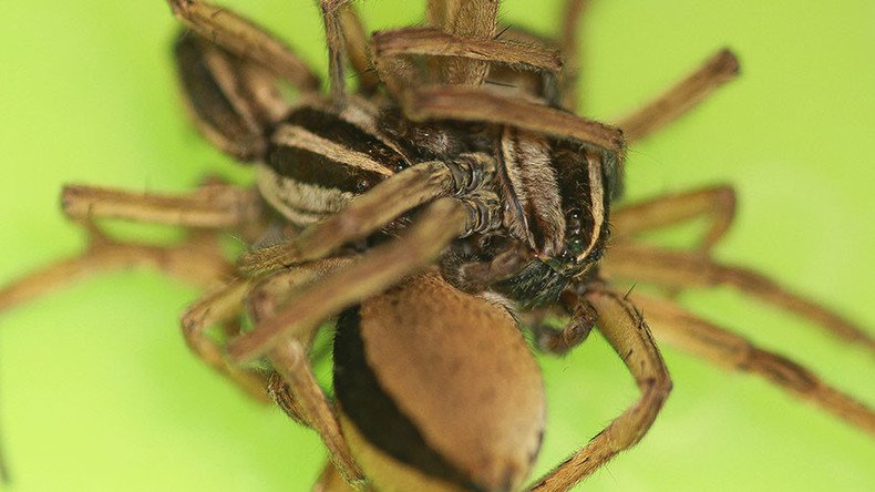 Male spiders engage in threesomes to avoid being eaten by female (PHOTOS)
