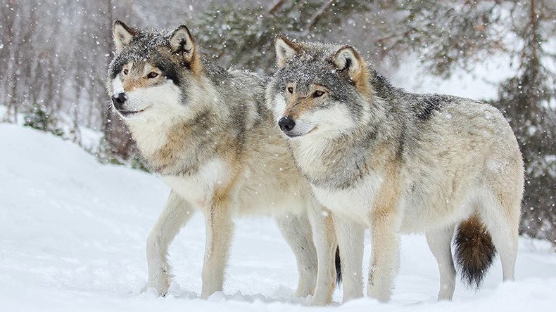 Saveourwolves Norway S Move To Allow Recreational Killing Of Wolves Outrages Activists — Rt