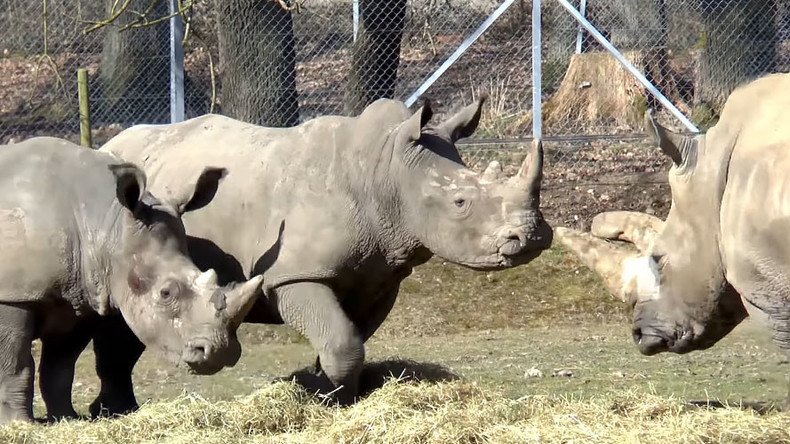 French zoo killing: Poachers shoot 4yo rhino, cut horn with chainsaw in brazen attack outside Paris