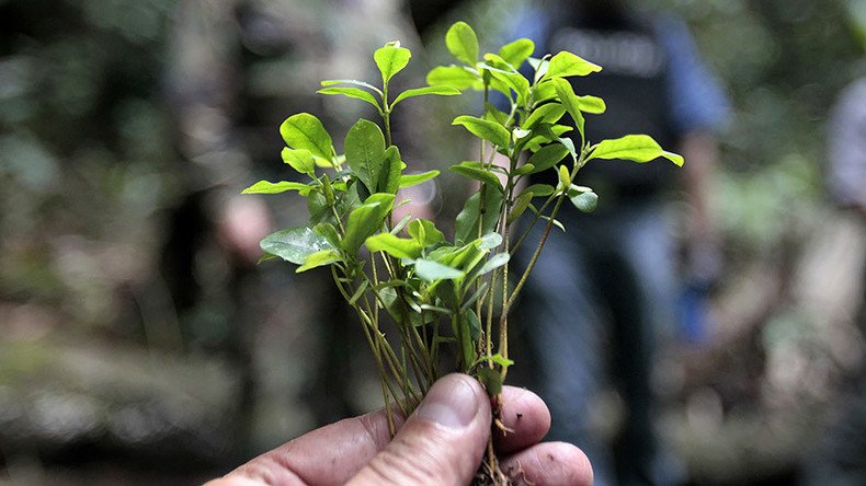 ‘Historic day’: Bolivia doubles coca cultivation land, burying law against ‘demonized’ plant 