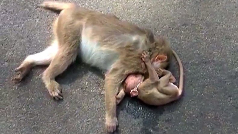 Heartbreaking footage shows baby monkey weeping over dead mother’s body (VIDEO)
