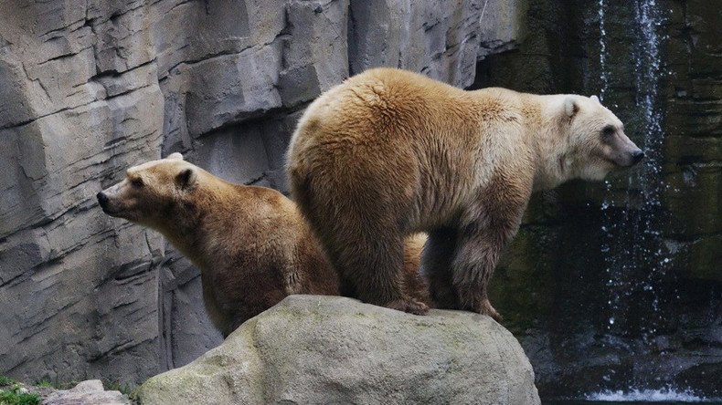 Rare ‘cappuccino’ bear shot dead at German zoo after escaping from cage