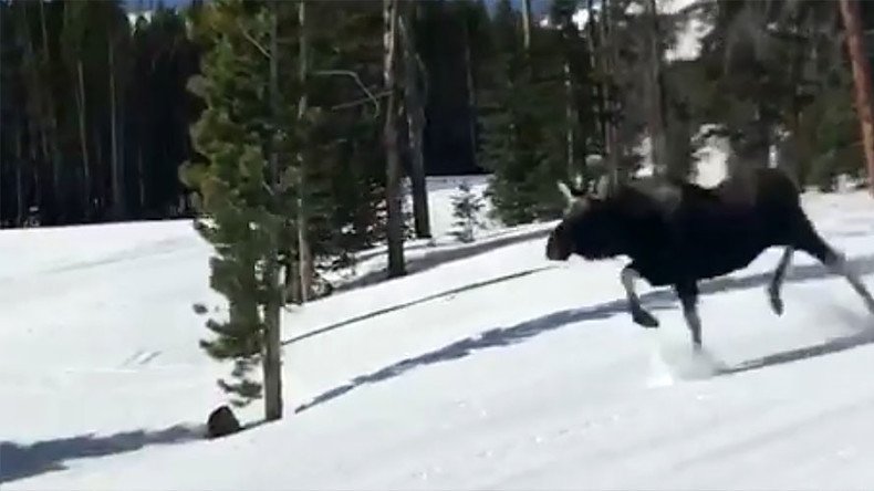 Wild moose chase: Snowboarders caught on camera in race for their lives (VIDEOS)