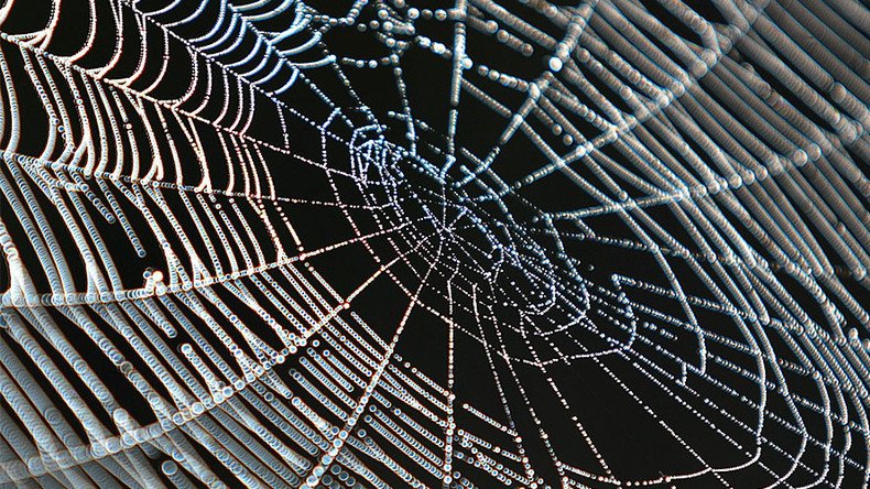 ‘If spiders make you squeamish, don't press play’: Man finds freaky arachnid nest (VIDEO)