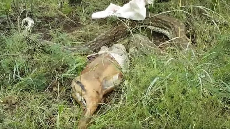 Snake bites off more than it can chew, vomits entire antelope (GRAPHIC VIDEO)