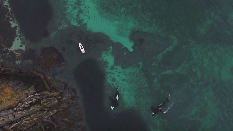 Killer whales filmed alongside diver in amazing footage (VIDEO, PHOTOS)