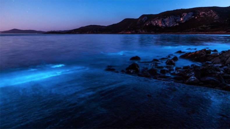 Neon blue ‘vacuum cleaner’ algae lights up ocean in stunning display (PHOTOS)