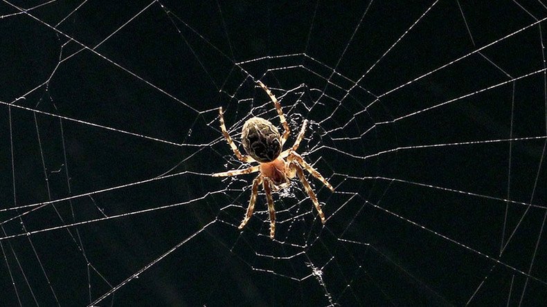 Ravenous spiders eat almost twice as much as humans & more than whales – study